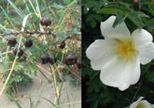 Klitrose Pimpinellifolia 30-60 cm
