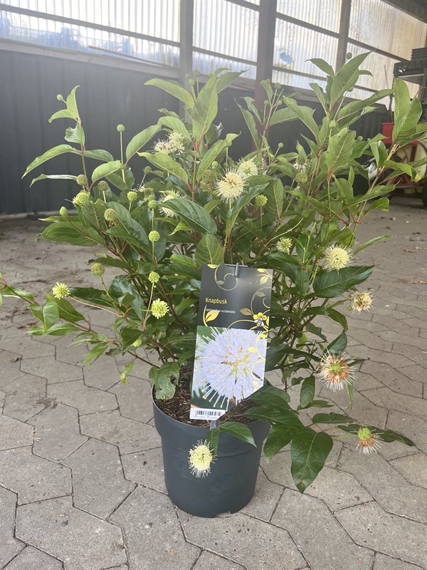 Knapbusk (Cephalanthus occidentalis) 