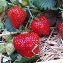 Jordbærplante `Korona` 6 stk. 
