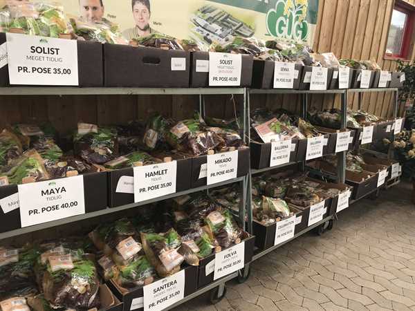 Læggekartofler i Gug planteskole