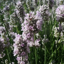 Rosa lavendel
