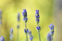 XL Lavendel `Hidcote Blue` 