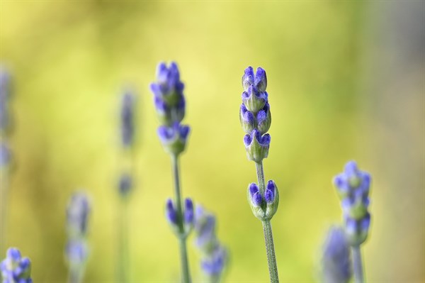 XL Lavendel `Hidcote Blue` 