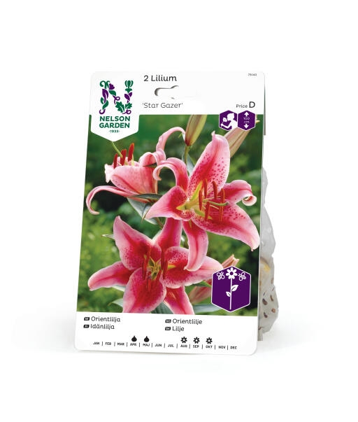 Lilje \'Star Gazer\'