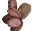 Læggekartoffel `Lily Rose`