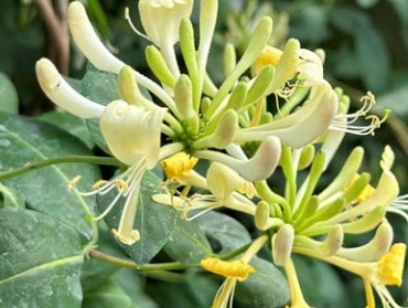 Vildkaprifolie ‘Loly Brander’®