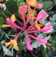 Kaprifolie `American Beauty`