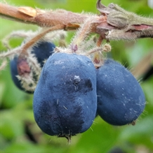 Honningbær -kamtschatica