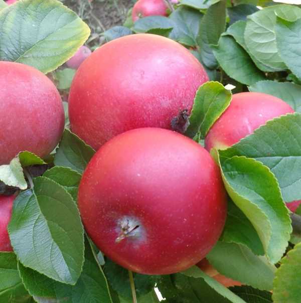 Æblebusk - \'Rød aroma\'