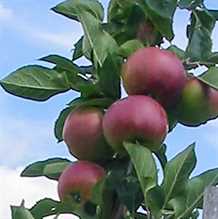 Æblebusk - 'ASTRAKAN GYLLENKROK'