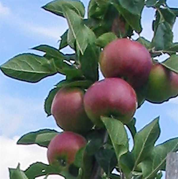 Æblebusk - \'ASTRAKAN GYLLENKROK\'