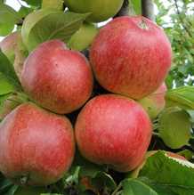 Æblebusk -'HÖSTDESSERT'