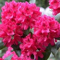 Rhododendron Nova Zembla 