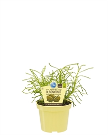 Olivenurt økologisk, 12 cm