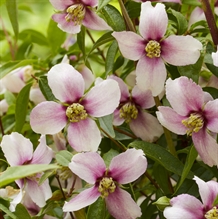 Pibeved Petite Perfume Pink