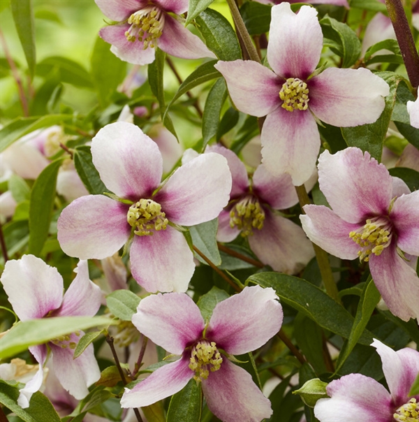 Pibeved Petite Perfume Pink