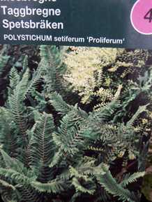 Mosbregne 'Proliferum'