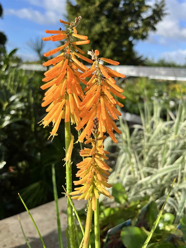 Raketblomst \'Mango Popsicle\'®