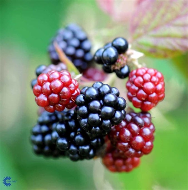 Tornfri brombær `Loch Ness`