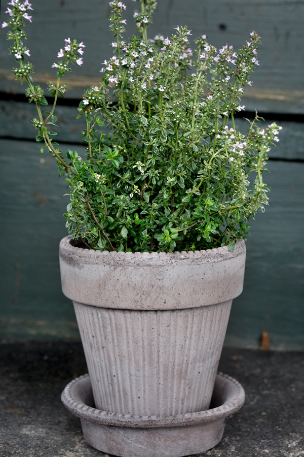 Simona Raw Grå, inkl. underskål