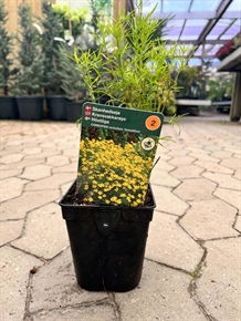 Kransskønhedsøje  'Grandiflora'