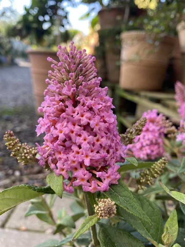 Sommerfuglebusk Butterfly Candy `Little pink` 