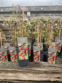 Sommerhindbær 'Malling Promise`