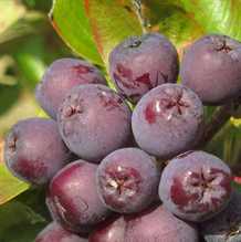 Aronia røn