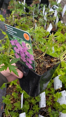 Storkenæb 'Rose Clair'