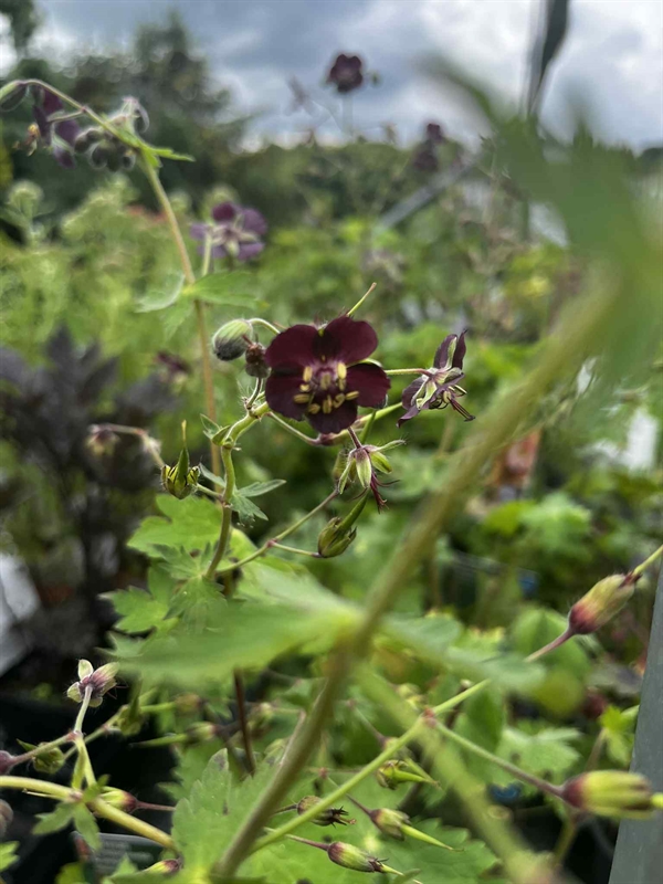 3 stk. Storkenæb Bølgekronet (Geranium phaeum)