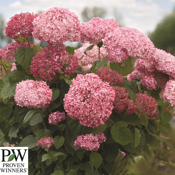 Træagtig hortensia  `Pink Annabelle`