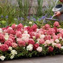 Bunddække-hortensia `Groundbreaker®` Ruby