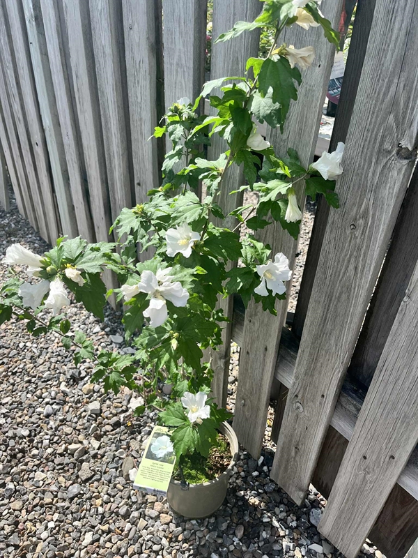 Syrisk rose "Eleanor"