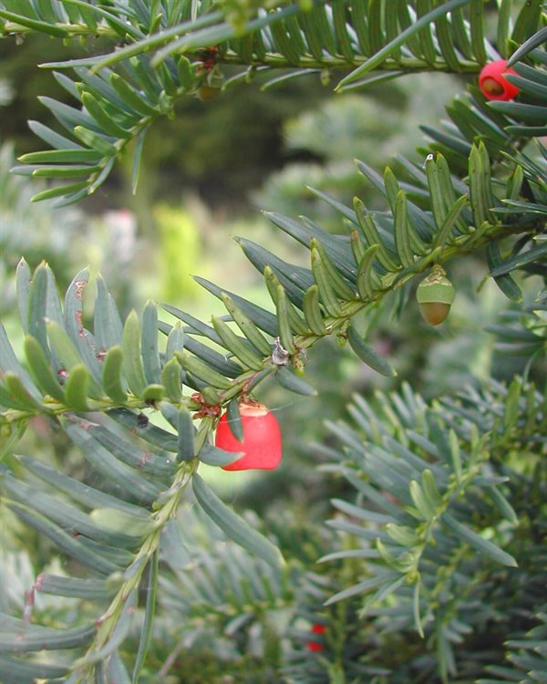 Taxus baccata \'Hjorthede\'