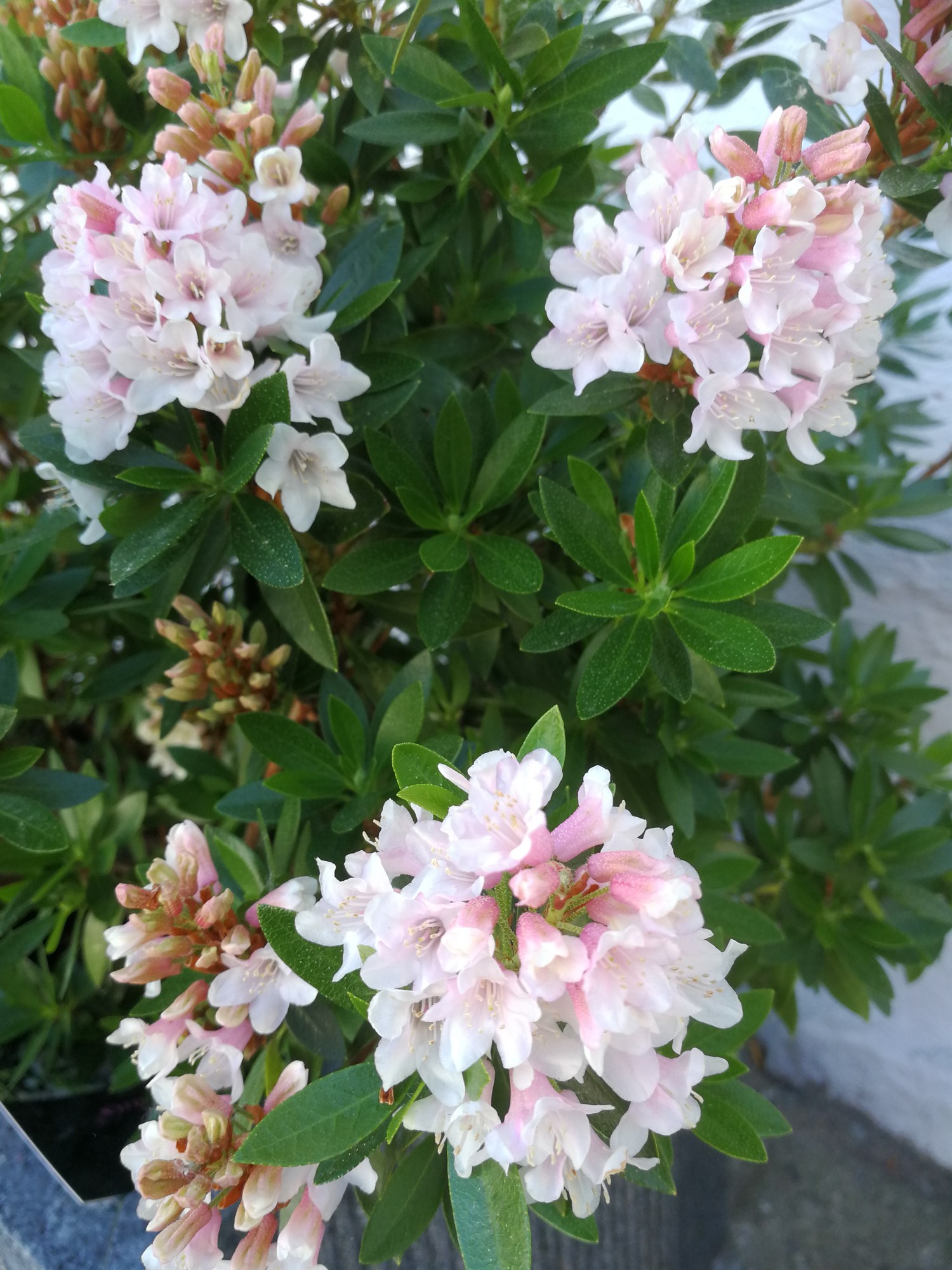 Perennial auroch Slutning Bloombux → Lav rhododendron - Meget velegnet til krukker
