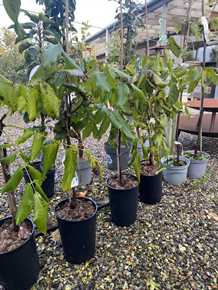 Valnøddetræ 'Amanda' 