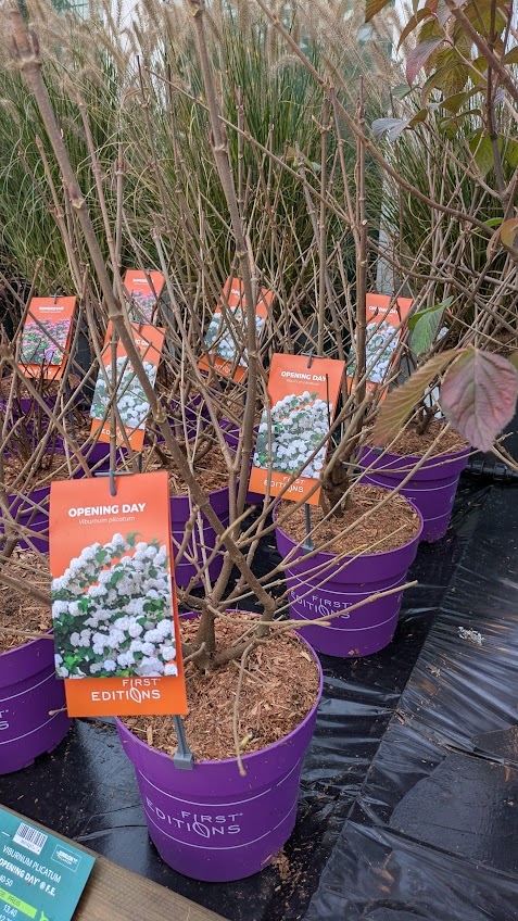 Snebollebusk ‘Opening Day’