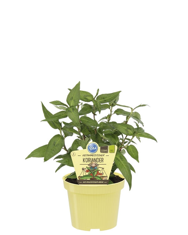 Vietnamesisk koriander økologisk, 12 cm