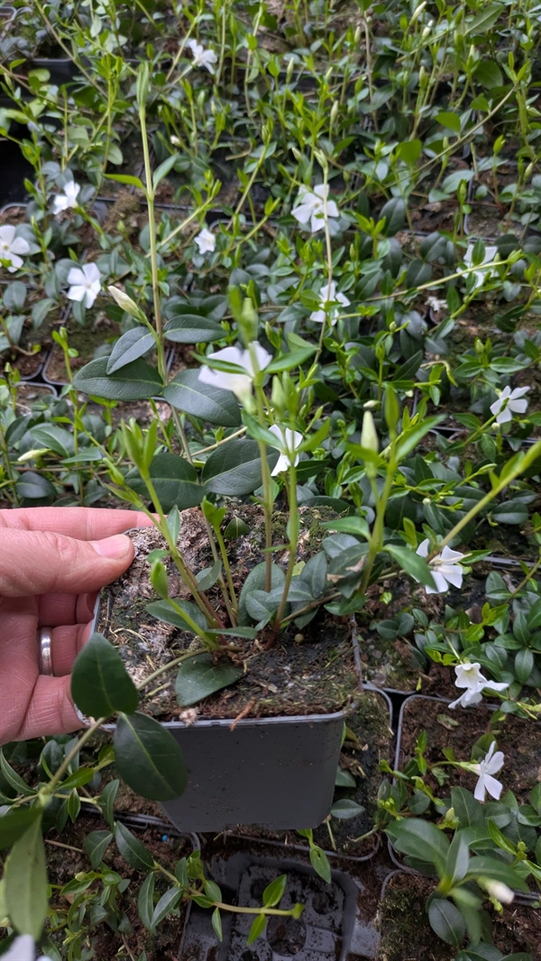 Hvid singrøn - Vinca minor ‘Alba’ 
