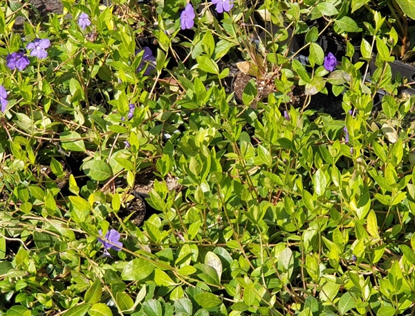 Vintergrøn / Liden Singrøn - Vinca minor