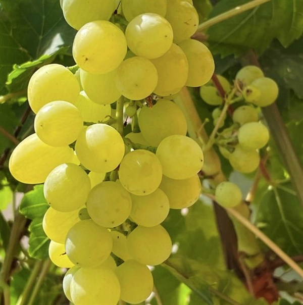 Vinplante \'Arkadia\'