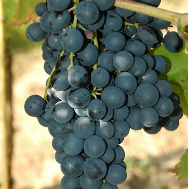 Vinplante Konigliche Esther 