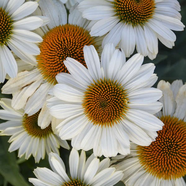 ECHINACEA \'SWAN SONG\'®\'