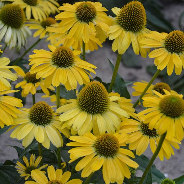 ECHINACEA \'YELLOW MY DARLING\'®\'