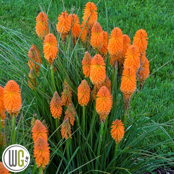 \'KNIPHOFIA \'ORANGE BLAZE\'®\'