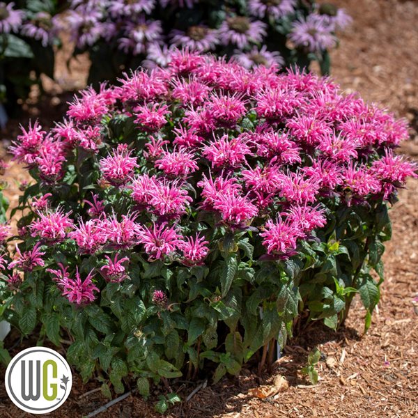 MONARDA \'BUBBLEGUM BLAST\'®\'