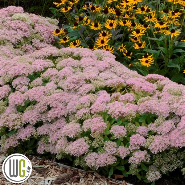 \'SEDUM \'PURE JOY\'®\'