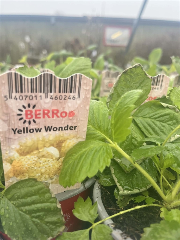 Jordbærplante ‘Yellow Wonder’